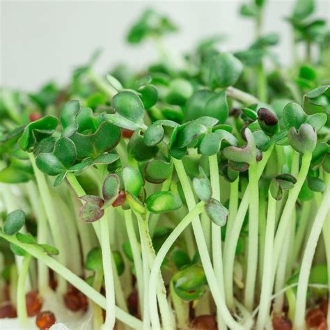 Mustard Microgreens | Bayan Palengke