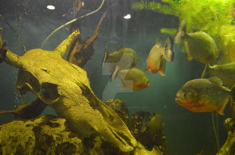 Piranha at aquarium 3 by AliceKilledTheRabbit on DeviantArt