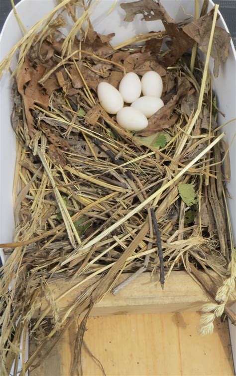 Purple Martins are nesting in the Preserve - Friends of the Lakeshore ...