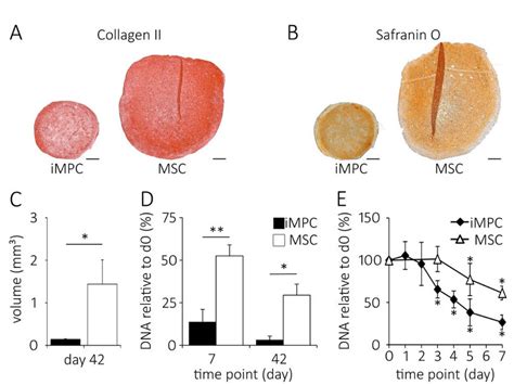 Size And Dna Content Of Intermediate Mesenchymal Progenitor Cells