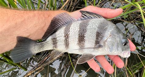 Black Drum Mexican