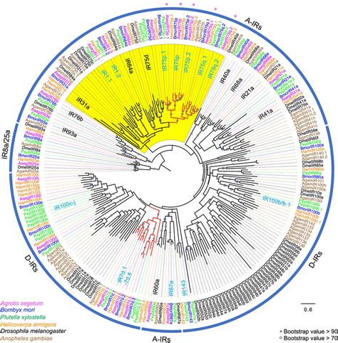 Phylogeny Of Lepidoptera Irs The Maximum Likelihood Phylogenetic Tree