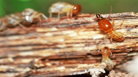 Termite Toro Pest Management