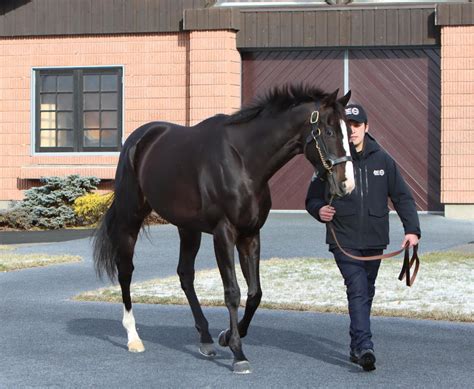 イクイノックスが種牡馬生活へ社台ssに到着 馬房は父キタサンブラックの向かい 競馬写真ニュース 日刊スポーツ