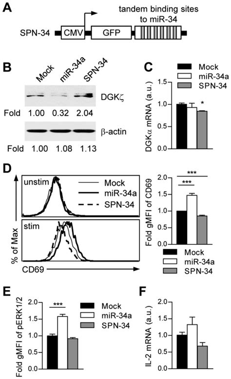 A Schematic Representation Of Cmv Promoter Driven Mir Sponge