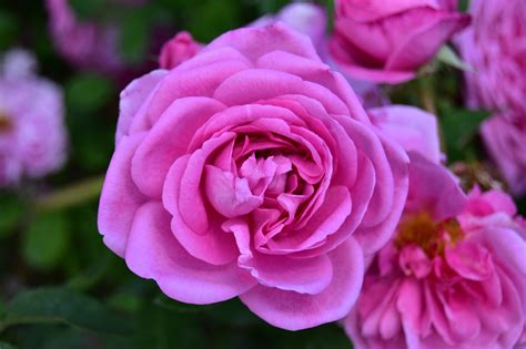 Blooming Pink Rose In The Spring Free Photo On Pixabay Pixabay