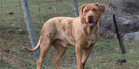 10 Things You Didnt Know About The Plott Hound