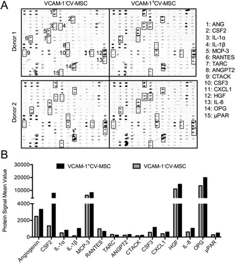 Human Cytokine Antibody Array Displayed The Angiogenic Secretome Of