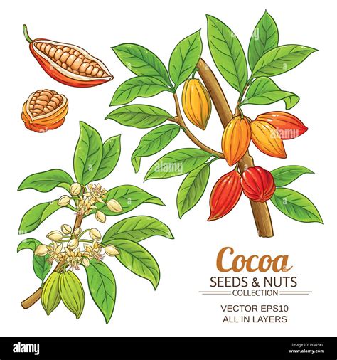 Planta De Cacao Conjunto Vectoriales Sobre Fondo Blanco Imagen Vector