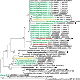 Maximum Likelihood Tree Of Concatenated S Rrna And Rbcl Gene