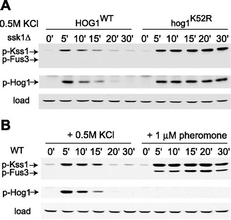 Control Of MAPK Specificity By Feedback Phosphorylation Of Shared