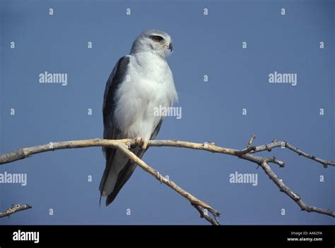 Black Winged Kite Or Black Shouldered Kite Elanus Caeruleus Stock Photo