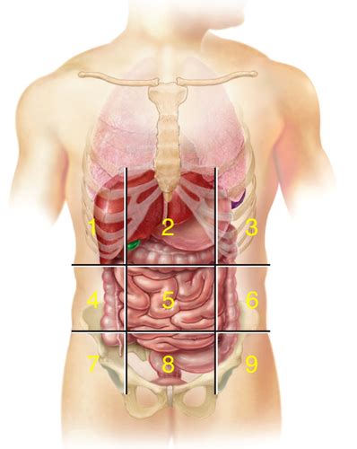 Chapter 1 Introduction To The Human Body Flashcards Quizlet