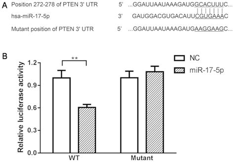 Mir P Regulates The Proliferation And Apoptosis Of Human Trabecular