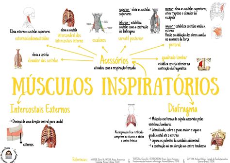 M Sculos Inspirat Rios Sistema Respirat Rio