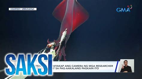 Higanteng Pusit Niyakap Ang Camera Ng Mga Researcher Sa Ilalim Ng