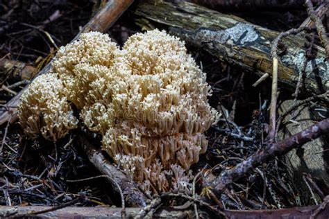 Crown Tipped Coral Fungus Stock Photo Image Of Background