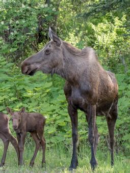 Wildlife Viewing | Travel Alaska