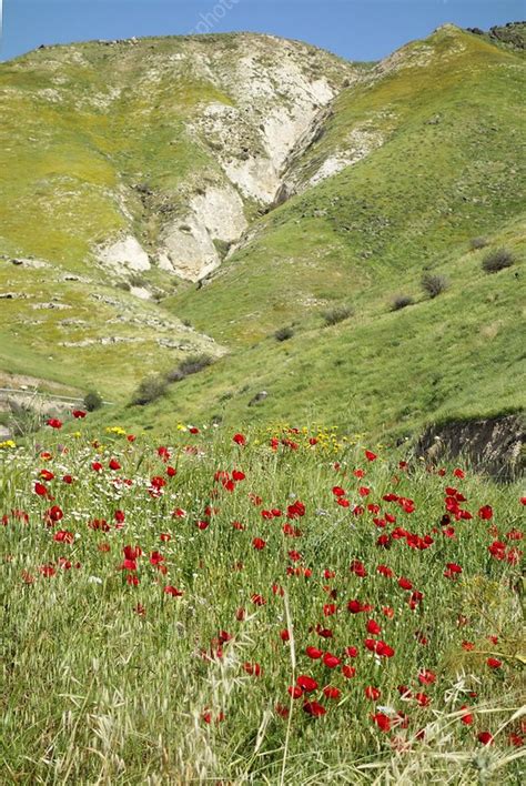 Poppies Papaver Rhoeas On The Golan Heights Stock Image C040 6842