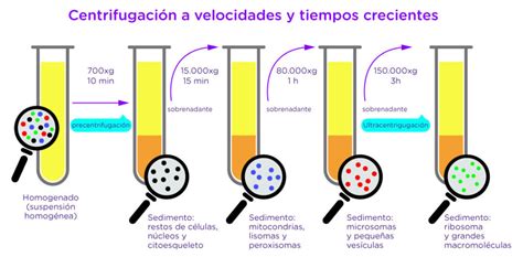 Ejemplos Prácticos de Centrifugación en Métodos de Separación de Mezclas