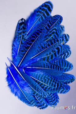 Plumes De Paon Bleu Plumes Plumes Plumes Fr