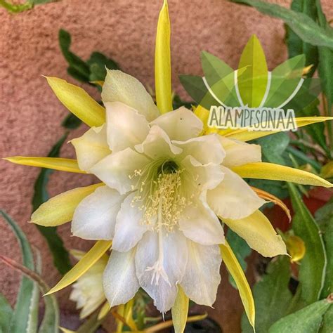 Jual Bibit Bunga Wijaya Kusuma Cherry Epiphyllum Shopee Indonesia