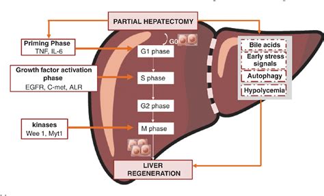 The Impact Of Steatosis On Liver Regeneration Semantic Scholar