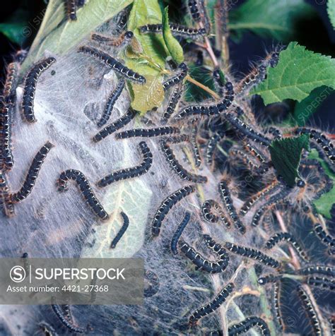 Small Eggar Eriogaster Lanestris Larvae On Larval Tent Superstock