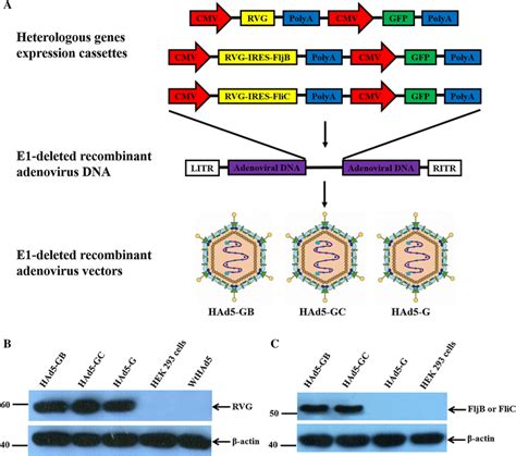 Schematic Diagram Of The Recombinant Adenovirus Vectors Containing