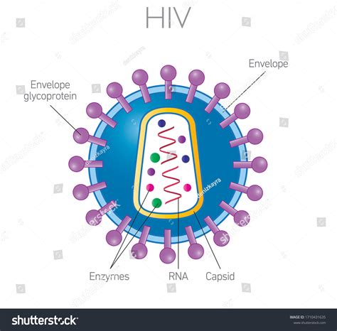 Hiv Virus Structure Animation