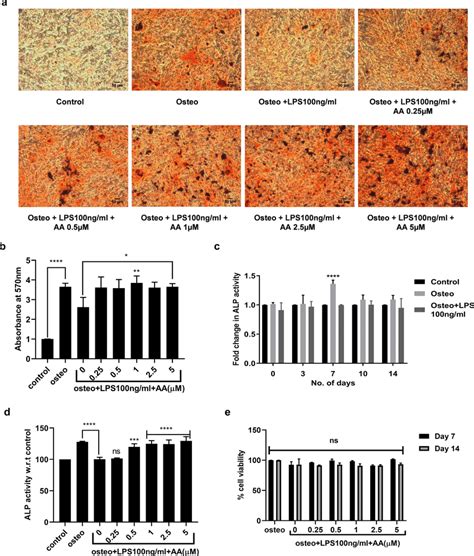 Regulation Of Mineralization And Alkaline Phosphatase Activity Alp By Download Scientific