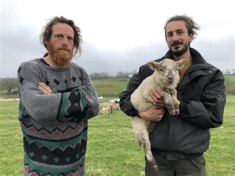 Mauges Agneaux volés Les mères cherchaient leurs petits ça