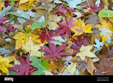 Laubfall Im Aceretum Japanischer Faecher Ahorn Acer Palmatum Osakazuki