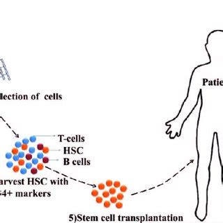 Allogeneic stem cell transplantation. | Download Scientific Diagram