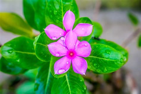 Ciclamen Rosado Con Las Hojas Variable Modeladas Y El P Talo Mojado