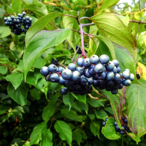 Silky Dogwood (Cornus amomum) - Great Plains Nursery