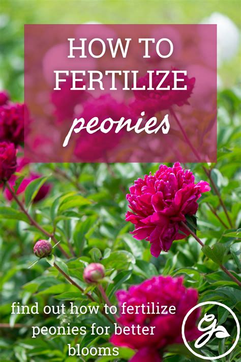 How To Grow Peonies Growing Peonies Peony Fertilizer Garden