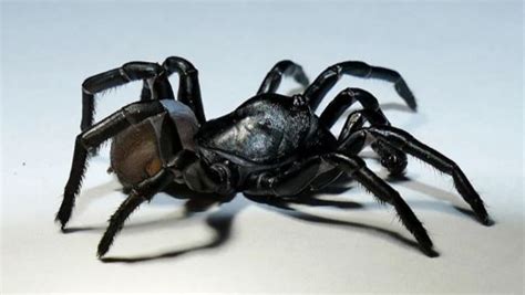 Pine Rockland Trapdoor Spider New Venomous Spider That Can Live For