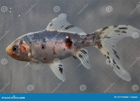 Shubunkin Carassius Auratus Stock Photo - Image of yellow, japan: 157134366