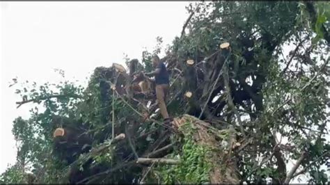 Akibat Termakan Usia Sebuah Pohon Raksasa Di Jalan Wolter Kota Ambon