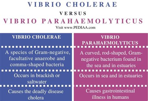 What is the Difference Between Vibrio Cholerae and Vibrio Parahaemolyticus - Pediaa.Com