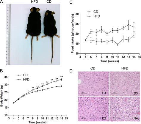 Description Of An Obese Mouse Model Established After Weeks On