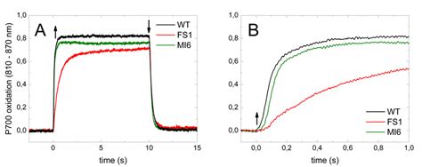 4 P700 Oxidation And P700 Reduction Kinetics In High Co 2 Of Wt Download Scientific Diagram