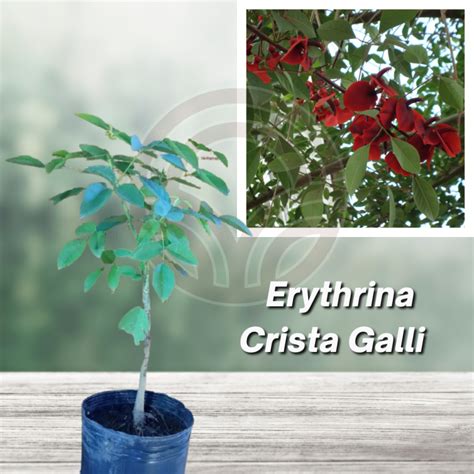 Ceibo Arbol Del Coral Erythrina Crista Galli