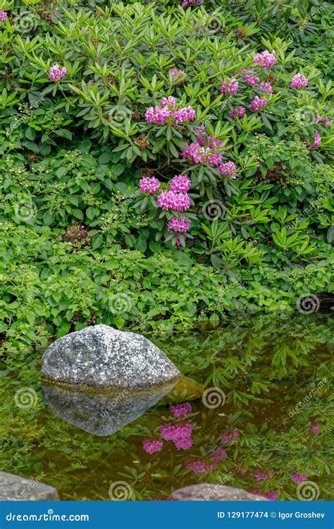 Rosa Rhododendronblumen Reflektierten Sich Im Parkteich Stockfoto