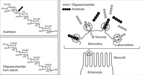 Acarbose mechanism of action: competitive inhibition of the intestinal ...