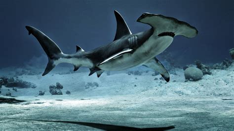Download Hammerhead Shark Fish Underwater Animal Shark HD Wallpaper