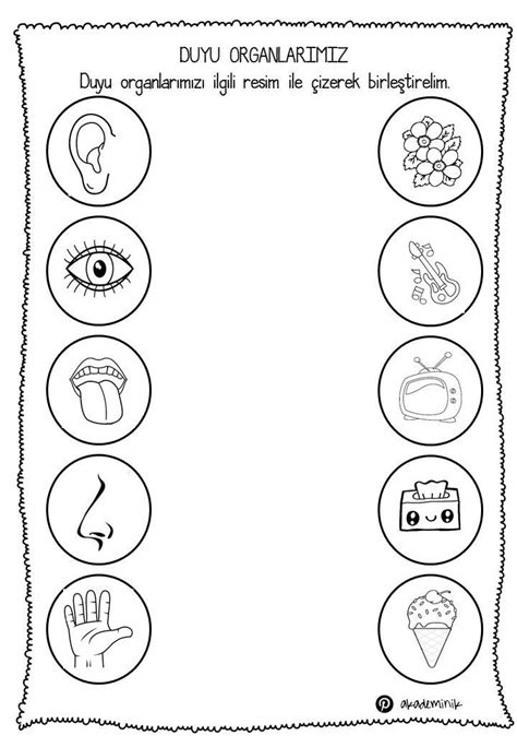 Duyu Organları Çalışma Sayfası Duyu Okul öncesi çalışma sayfaları 5