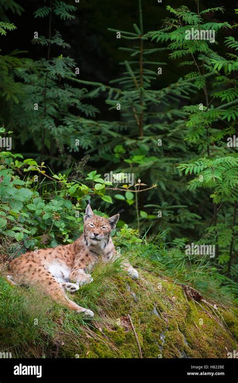 Eurasian Lynx Lynx Lynx In Forest Habitat Neuschonau Germany Stock