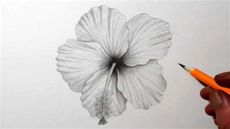 How To Draw A Hibiscus Flower Pencil Drawing Youtube